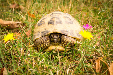 Russian tortoise in the grass - Testudo horsfieldii