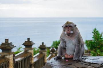Monkey Portrait overlooking the sea
