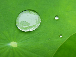 water drop on green lotus leaf