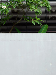 aged street wall with tree