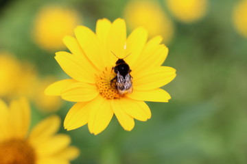 bee on the flower