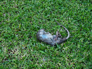 carcass of dead rat on grass lawn