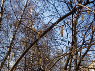 willow earring on a branch on a clear day, Russia.