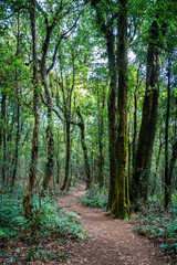 Fototapeta premium Natural walkway inside tropical rainforest