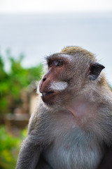 Monkeys of Bali