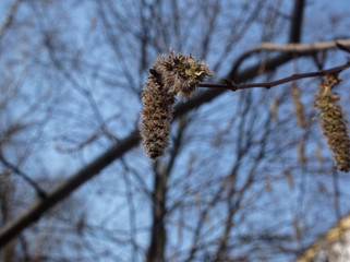 willow earring on a branch on a clear day, Russia.