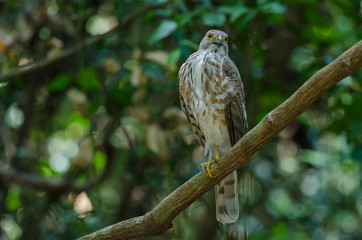 Besra Sparrowhawk (Accipiter virgatus fuscipectus)