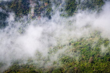 Aerial view of tropical rainforest covered by cloud and fog