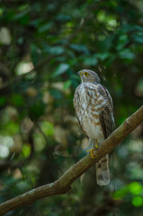Besra Sparrowhawk (Accipiter virgatus fuscipectus)