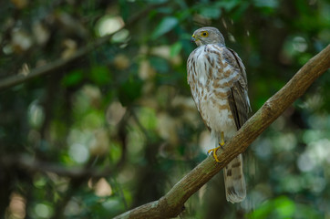 Besra Sparrowhawk (Accipiter virgatus fuscipectus)
