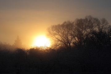 Misty atmospheric sunrise in nature with trees