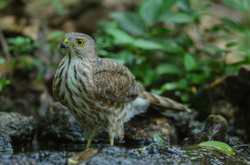 Besra Sparrowhawk (Accipiter virgatus fuscipectus)