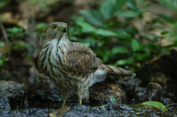 Besra Sparrowhawk (Accipiter virgatus fuscipectus)