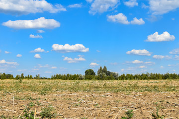 Obraz premium View of a harvested field that has dried up from the drought.