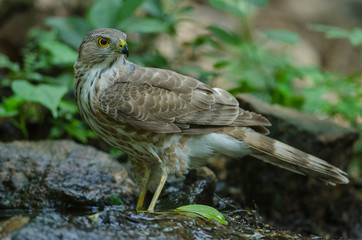 Besra Sparrowhawk (Accipiter virgatus fuscipectus)