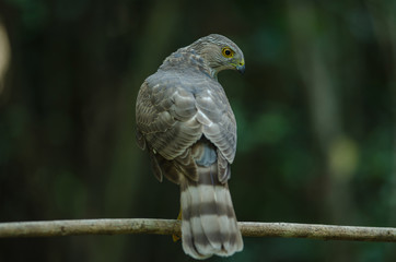 Besra Sparrowhawk (Accipiter virgatus fuscipectus)