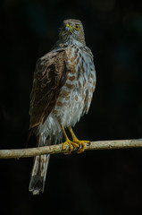 Besra Sparrowhawk (Accipiter virgatus fuscipectus)