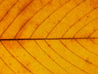 Autumn yellow leaf texture