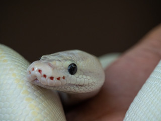 Blue Eyed Leucistic White Ball Python