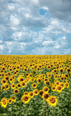 sunflower field on a sunny day for your design