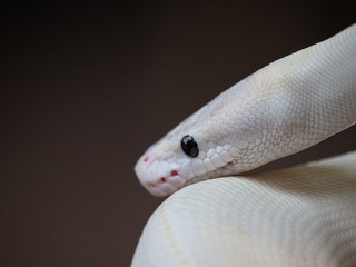 Blue Eyed Leucistic White Ball Python