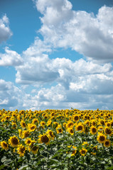 Obraz premium sunflower field on a sunny day for your design