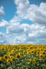 sunflower field on a sunny day for your design