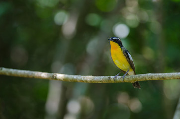 Male Yellow-rumped flycatcher (Ficedula zanthopygia)