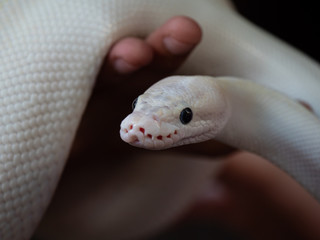 Blue Eyed Leucistic White Ball Python