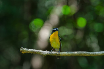 Male Yellow-rumped flycatcher (Ficedula zanthopygia)