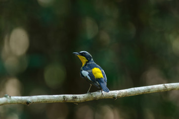 Male Yellow-rumped flycatcher (Ficedula zanthopygia)