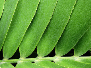 green palm leaf texture (Zamia furfuracea L.f.) ,cardboard palm