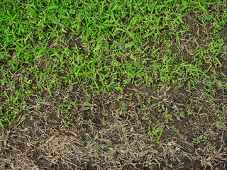green grass and dry grass on the ground