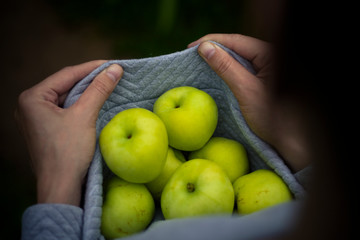 Organic fruit and vegetables. Womans hands with freshly harvested apples.
