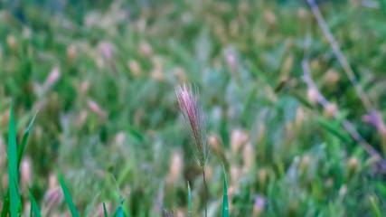 Panorama Close up view of vivid green grasses growing abundantly in the wilderness