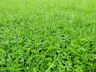 green plant texture, grass lawn