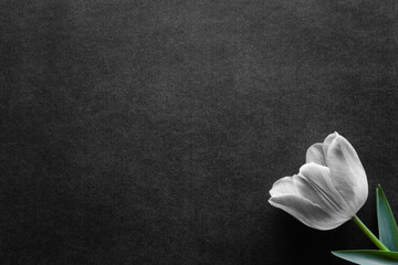 One fresh, tulip on black, dark background. Condolence card. Empty place for emotional, sentimental text, quote or sayings. - obrazy, fototapety, plakaty