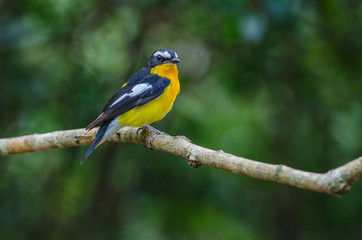 Male Yellow-rumped flycatcher (Ficedula zanthopygia)