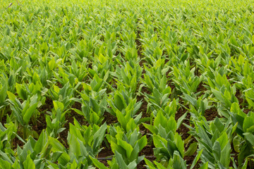 Turmeric Plantation (Curcuma longa), Hasanur, Tamil Nadu - Karnataka State border, India
