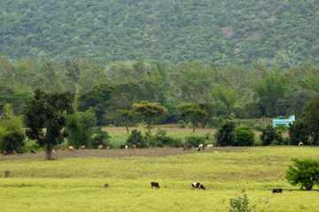 Fototapeta na wymiar Farmland and meadows in Hasanur, Tamil Nadu, India