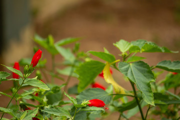 Beautiful Red flowers about to bloom, Hasanur, Tamil Nadu, India
