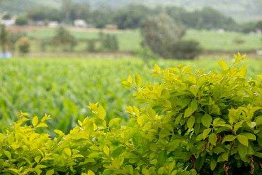 Green leaves with farm land in background, Hasanur, Tamil Nadu, India