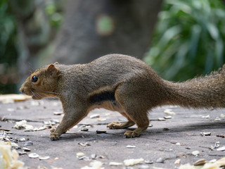 Plantain Squirrel (Callosciurus notatus) foraging for food