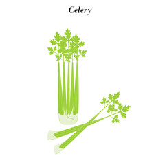 Celery vegetable illustration
