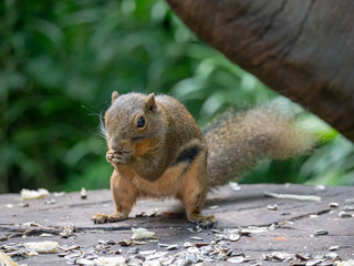 Plantain Squirrel (Callosciurus notatus) foraging for food
