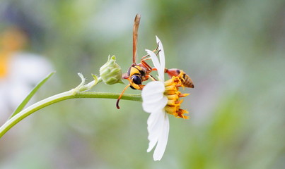 macro