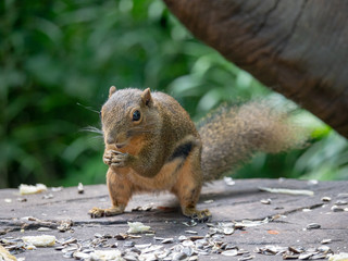 Plantain Squirrel (Callosciurus notatus) foraging for food