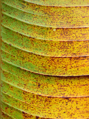 colorful autumn banana leaf texture