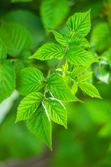 raspberry bush young leaves in the garden