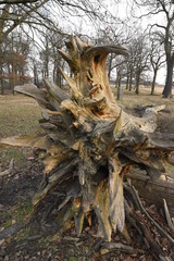 Tree - Richmond Park